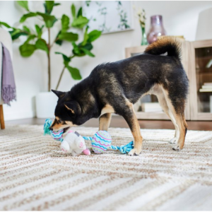 Frisco 复活节兔子和鸡蛋毛绒玩具，带绳索狗玩具，中号/大号