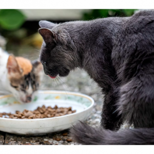 6 Alternatives to Royal Canin Feline Glycobalance Dry Cat Food