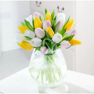 春天郁金香，Standard