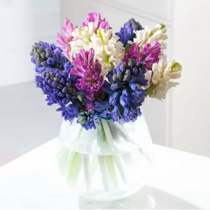 香味风信子，Standard