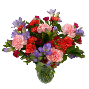 小苍兰和康乃馨