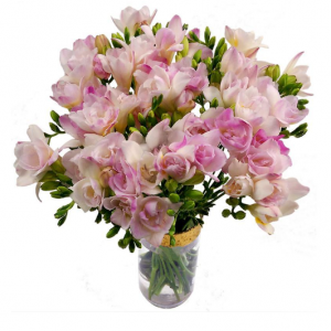 20朵粉红小苍兰