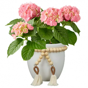 Better Homes & Gardens 5-Inch Assorted Mother's Day Hydrangea Live Plant with Decorative Pot