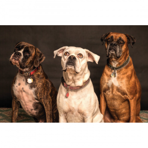 6 Best Alternatives to Hill's Prescription Diet u/d Urinary Care Dry Dog Food 2025