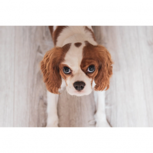 6 Best Alternatives to Royal Canin Urinary SO Dry Dog Food