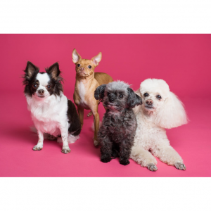 10个法国宠物用品购买网站推荐 - 宠物粮、零食、清洁用品、玩具、衣服等！