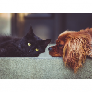 10个德国购买宠物用品的网站推荐 - 网购猫粮狗粮、药品、玩具、零食等！（高达7.5%返利）