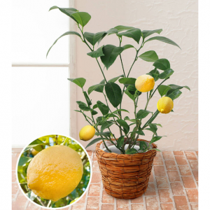 父の日　鉢植え「おうち果樹園　レモン」