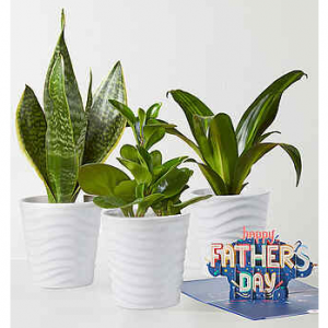 Father's Day Gifts & Flowers @ Flowers Fast 