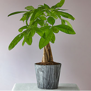 Lucky Day Money Tree - FedEx