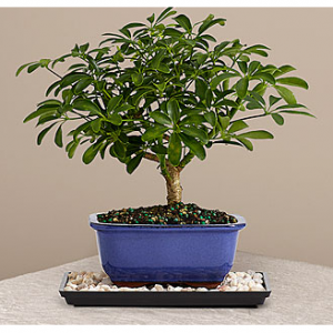 Indoor Hawaiian Umbrella Bonsai - FedEx