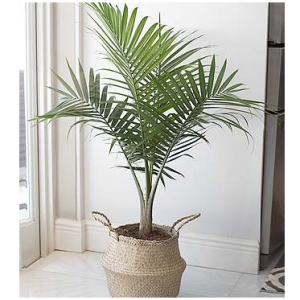 Majesty Palm - FedEx