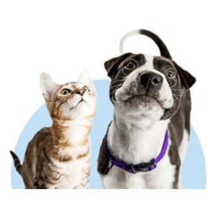 Summer Sale: 20% off All Orders @ BudgetPetWorld