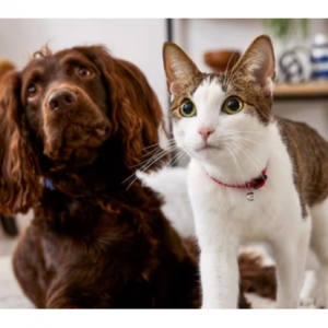 Select Dog & Cat Treats Sale @ Chewy