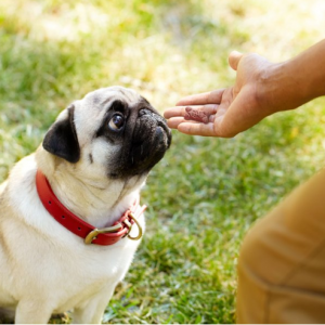 50% off First Autoship on Select Dog Treats @ Chewy