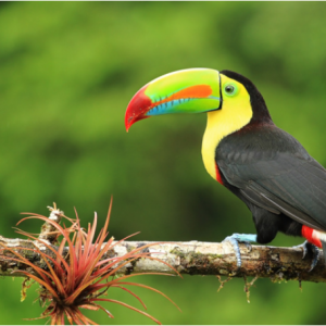 Tours to Costa Rica from £1150 @Explore