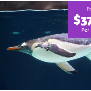 Sea Life Melbourne - General Admission from $37.60 