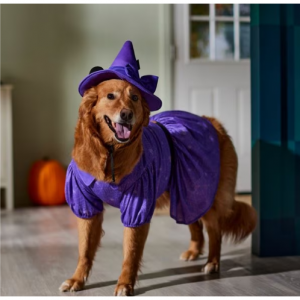 迪士尼米妮女巫狗和猫服装