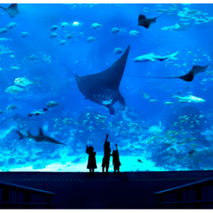 S.E.A. Aquarium Ticket Sentosa, Singapore for AUD 49.19 @Klook AU