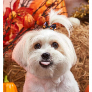 1件万圣节图案宠物蝴蝶结发饰