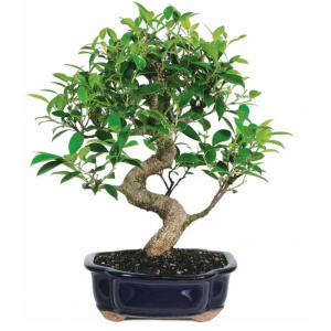 Brussel's Bonsai Ficus Bonsai Live Tree @ Walmart