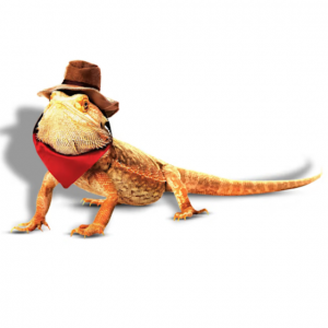 Bootique 牛仔蜥蜴服装