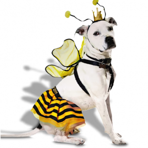 中号狗狗蜜蜂cos服