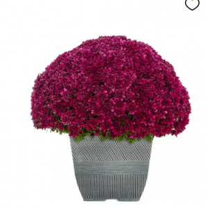 Mums in Autumn colors from $17 @Walmart