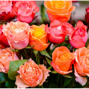 StackSocial - 送母親禮物特惠：24 朵精選長莖玫瑰，僅$44.99 + 免運費