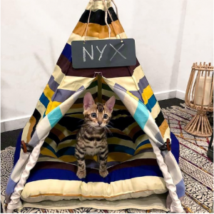little dove Pet Teepee Dog(Puppy) & Cat Bed - Portable Pet Tents & Houses, 24 Inch no Cushion