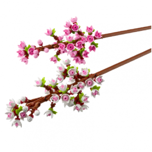 Cherry Blossoms