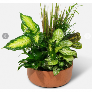 Through the Undergrowth 绿植