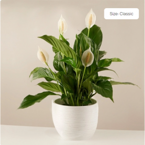 和平百合 Classic