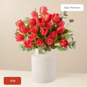 红色郁金香 Premium