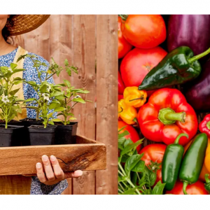 Choose any 3 Plants to create a Mix & Match Bundle from tomatoes, peppers, eggplants and herbs