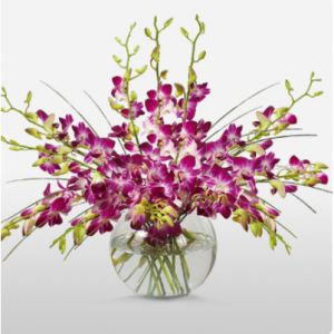 优雅的拱形石斛兰