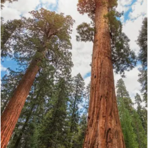 Sequoia National Park from $131/night @RVShare