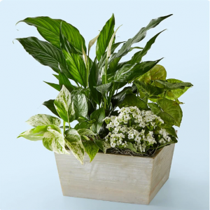 宁静的白色花园