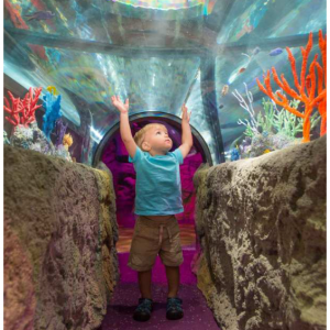 Sea Life Orlando Aquarium Ticket | Florida for $27 @Agoda US