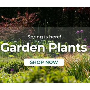 Gardeners Dream UK精选园林植物和花卉春季热卖