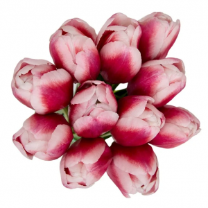 Fresh-Cut 郁金香花束，11茎，颜色各异