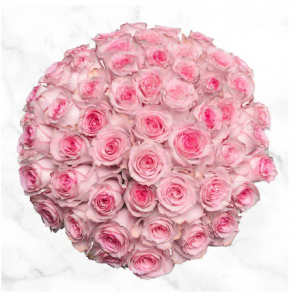 50枝浅粉色玫瑰