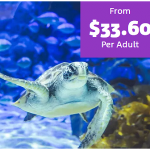 SEA LIFE Kelly Tarlton's Aquarium - General Admission from $33.60/adult @Sea Life Kelly Tartons