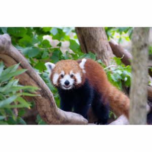 七大悉尼动物园比较及购票攻略（特色介绍+门票+买票方式+地址和营业时间+常见问题）