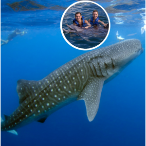 30% off Swim with the whale shark @Delphinus 