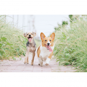 10个新加坡购买宠物用品的网站推荐 - 鱼缸、猫舍、狗舍、零食、清洁用品、玩具、衣服等！