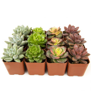 Plants for Pets Succulents Plants Live (12PK) Potted Succulent Plants Live House Plants @ Amazon