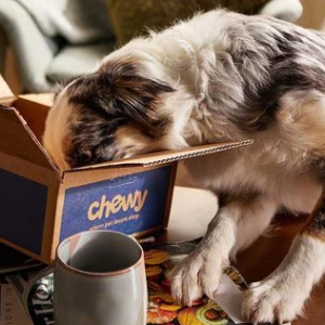 Chewy宠物猫狗用品热卖 收主粮零食罐头驱虫床垫猫砂等