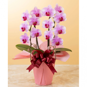 鉢植え「ミディー胡蝶蘭2本立ち(赤リップ)」