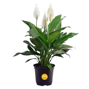 Costa Farms Peace Lily, Live Indoor Plant with Flowers @ Amazon